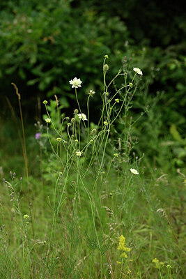 BUITEN BEELD Foto: 436736