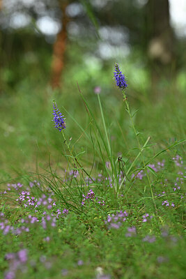 BUITEN BEELD Foto: 436740