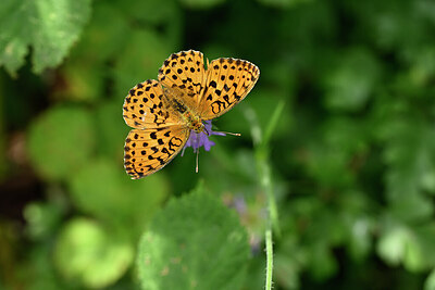 BUITEN BEELD Foto: 436741