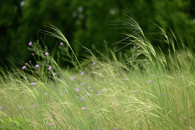 BUITEN BEELD Foto: 436745