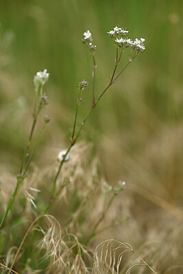 BUITEN BEELD Foto: 436746