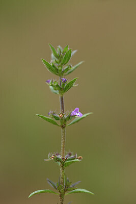 BUITEN BEELD Foto: 436751