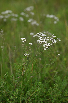 BUITEN BEELD Foto: 436755