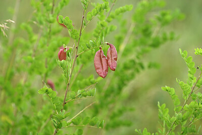 BUITEN BEELD Foto: 436757