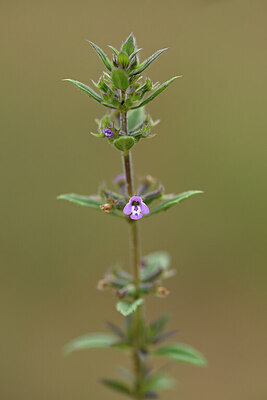BUITEN BEELD Foto: 436758