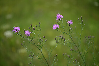 BUITEN BEELD Foto: 436764