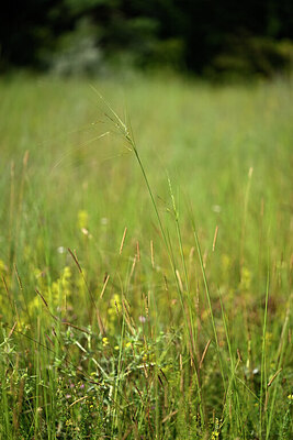 BUITEN BEELD Foto: 436765