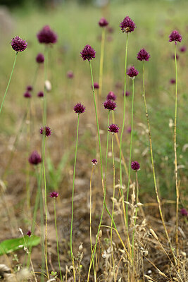 BUITEN BEELD Foto: 436766