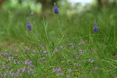 BUITEN BEELD Foto: 436767
