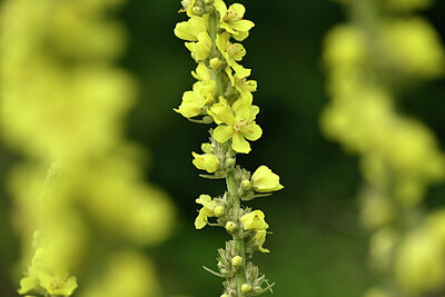 BUITEN BEELD Foto: 436770