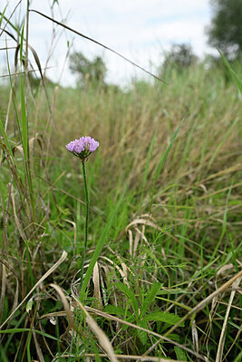 BUITEN BEELD Foto: 436775