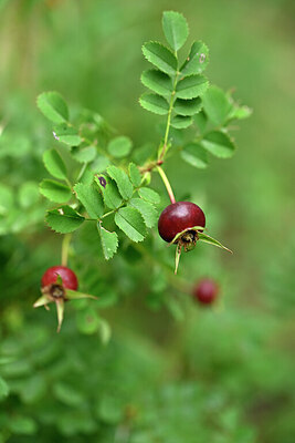 BUITEN BEELD Foto: 436776