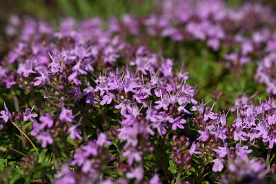 BUITEN BEELD Foto: 436777