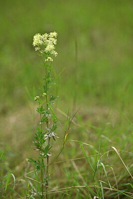 BUITEN BEELD Foto: 436778