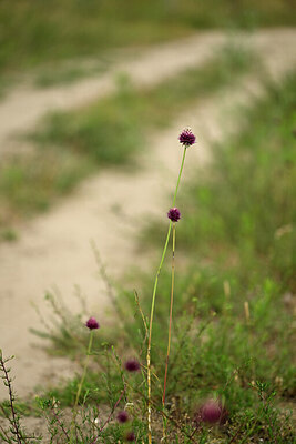 BUITEN BEELD Foto: 436784