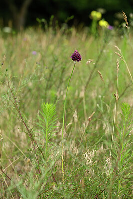 BUITEN BEELD Foto: 436785