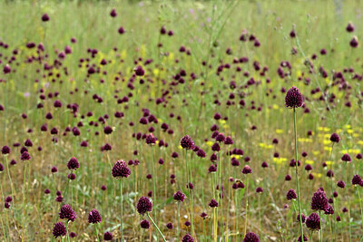 BUITEN BEELD Foto: 436788