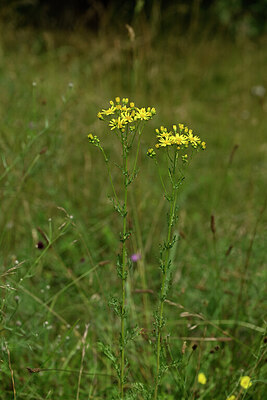 BUITEN BEELD Foto: 436791