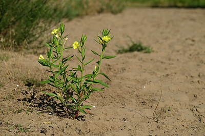 BUITEN BEELD Foto: 436798