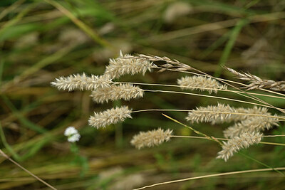 BUITEN BEELD Foto: 436799