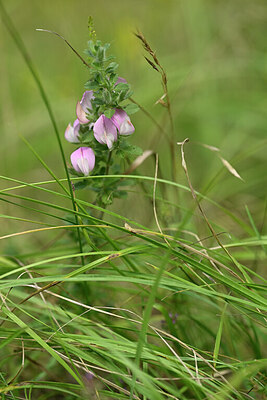 BUITEN BEELD Foto: 436801