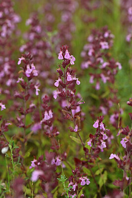 BUITEN BEELD Foto: 436805