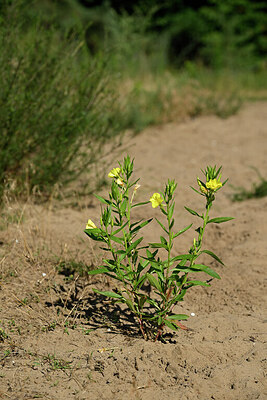 BUITEN BEELD Foto: 436811