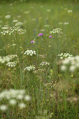 BUITEN BEELD Foto: 436817