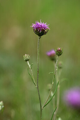 BUITEN BEELD Foto: 436818