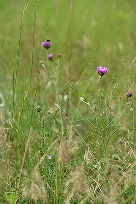 BUITEN BEELD Foto: 436821