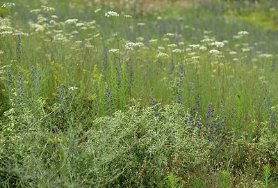BUITEN BEELD Foto: 436822
