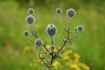 BUITEN BEELD Foto: 436823