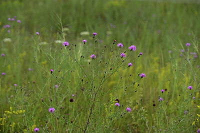 BUITEN BEELD Foto: 436825
