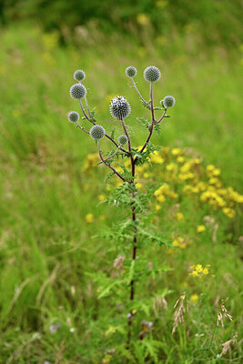 BUITEN BEELD Foto: 436826