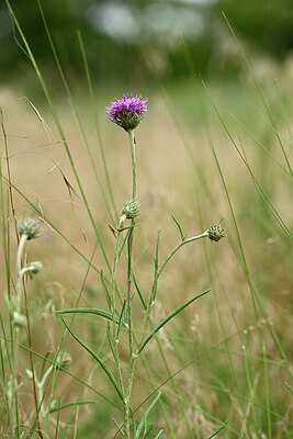BUITEN BEELD Foto: 436828