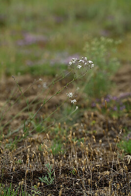 BUITEN BEELD Foto: 436833