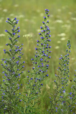 BUITEN BEELD Foto: 436834