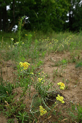 BUITEN BEELD Foto: 436835