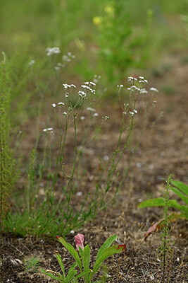 BUITEN BEELD Foto: 436836