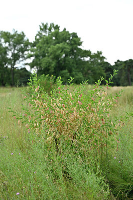 BUITEN BEELD Foto: 436840