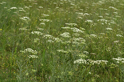 BUITEN BEELD Foto: 436843