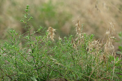BUITEN BEELD Foto: 436844