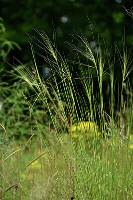 BUITEN BEELD Foto: 436845