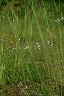 BUITEN BEELD Foto: 436846