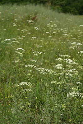BUITEN BEELD Foto: 436847