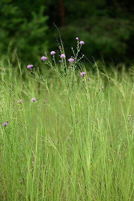 BUITEN BEELD Foto: 436849