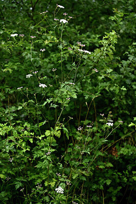BUITEN BEELD Foto: 436850
