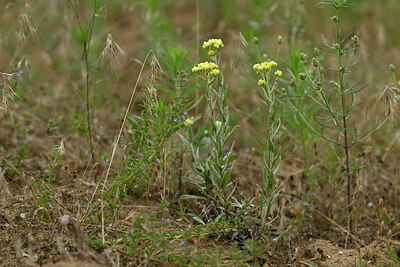BUITEN BEELD Foto: 436855