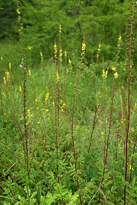 BUITEN BEELD Foto: 436858