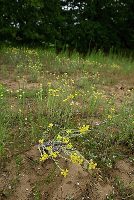 BUITEN BEELD Foto: 436860